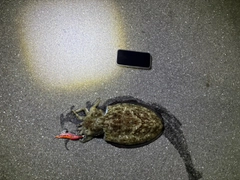 コウイカの釣果