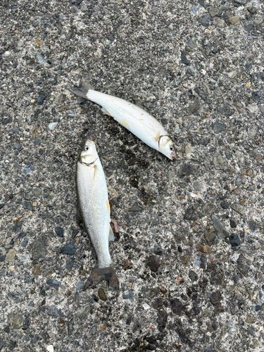 ウグイの釣果