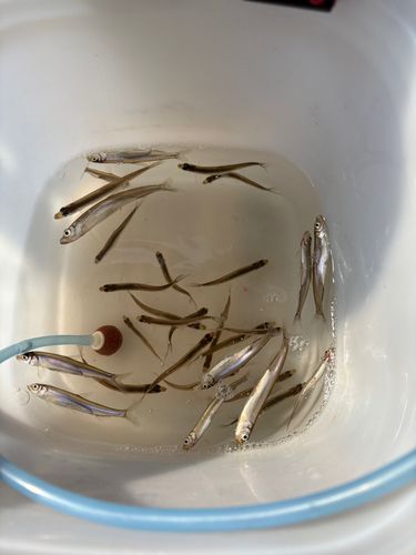 ワカサギの釣果