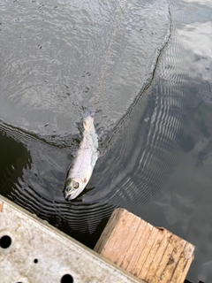 ニジマスの釣果