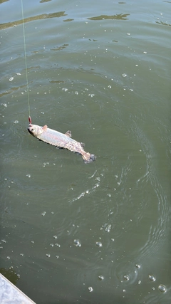 ニジマスの釣果