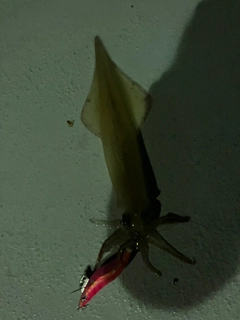 ヤリイカの釣果