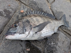クロダイの釣果