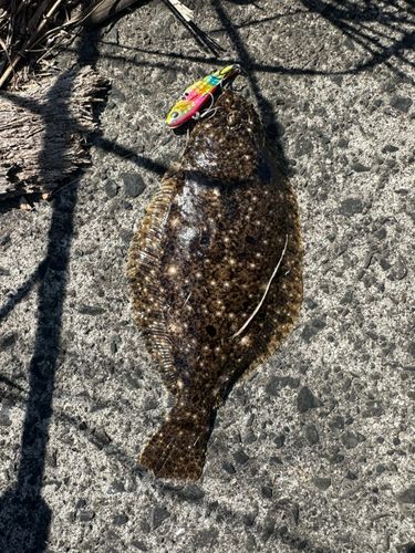 ヒラメの釣果