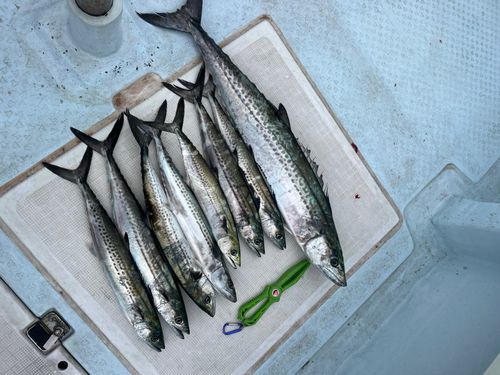 サゴシの釣果