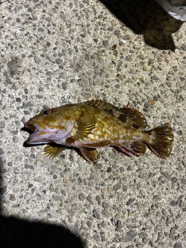 カサゴの釣果