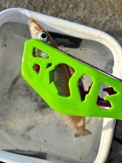 シロギスの釣果