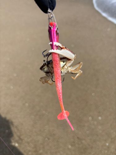 カニの釣果