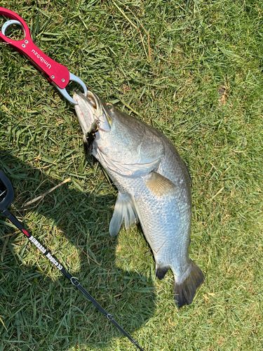 日本海で釣れたバラマンディの釣り・釣果情報 - アングラーズ | 釣果 
