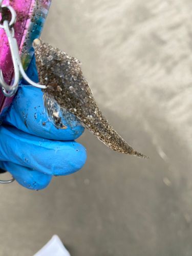 メゴチの釣果