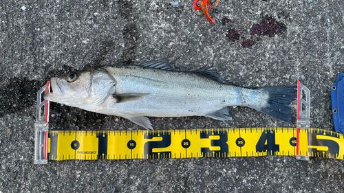 フッコ（マルスズキ）の釣果