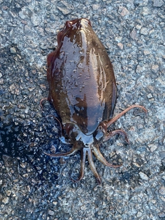 コウイカの釣果