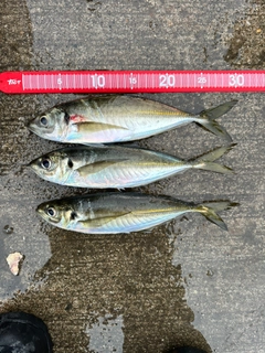 マアジの釣果