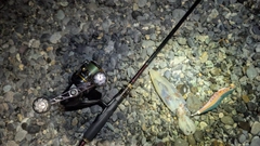 ヤリイカの釣果