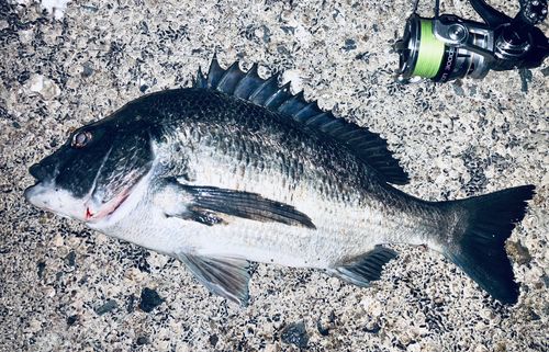 チヌの釣果