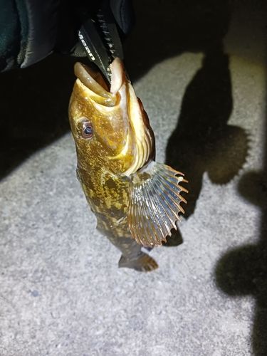 アイナメの釣果