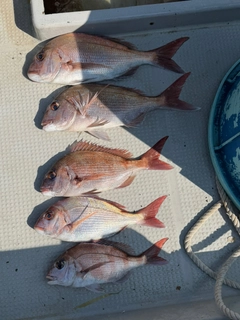 マダイの釣果
