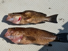 オオモンハタの釣果