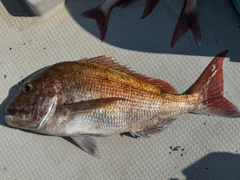 マダイの釣果