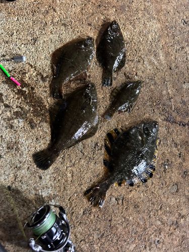 クロガシラガレイの釣果
