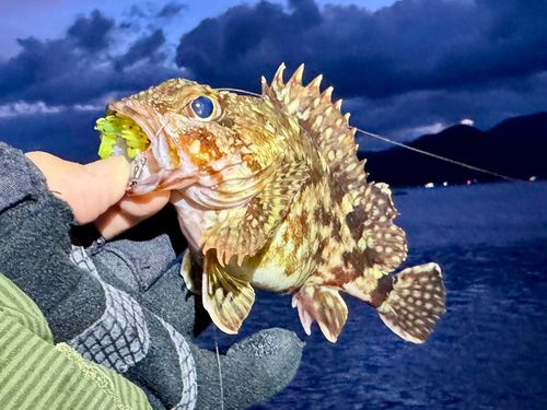 ガシラの釣果