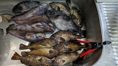 エゾメバルの釣果