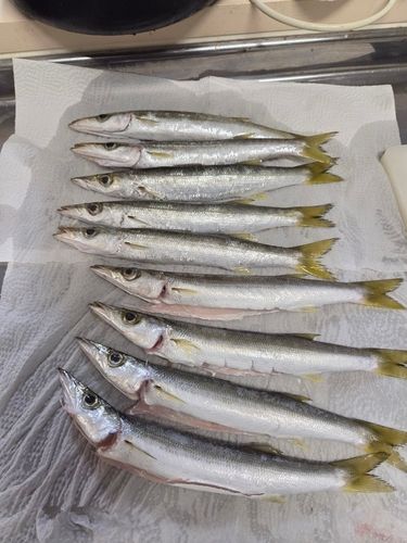 カマスの釣果
