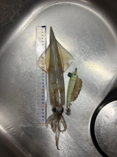 ヤリイカの釣果