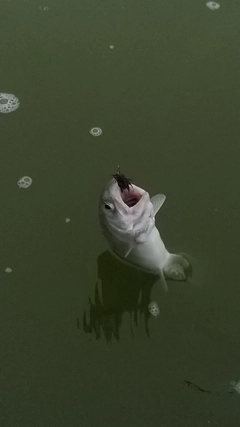 レインボートラウトの釣果