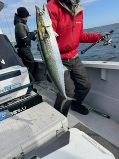 サゴシの釣果