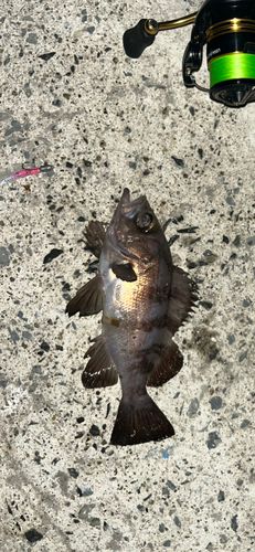 メバルの釣果