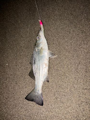 セイゴ（ヒラスズキ）の釣果