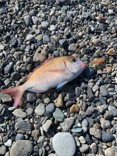 タイの釣果