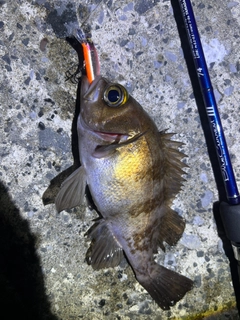 シロメバルの釣果