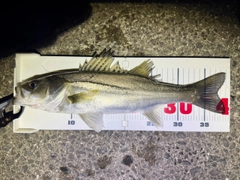 セイゴ（マルスズキ）の釣果