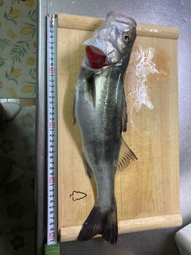 シーバスの釣果
