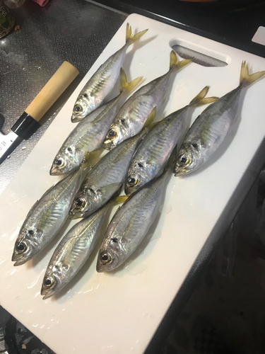 アジの釣果