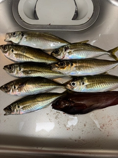 アジの釣果