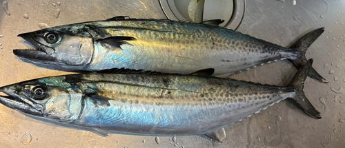 サゴシの釣果