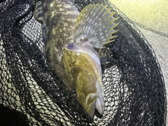 アイナメの釣果