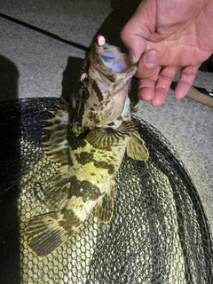 ベッコウゾイの釣果