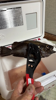 クロメバルの釣果