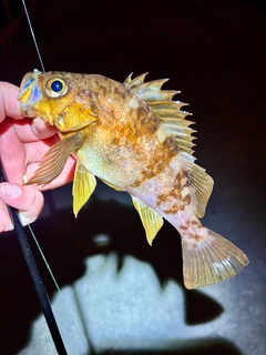 アカメバルの釣果