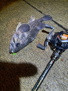 クロソイの釣果