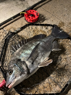 クロダイの釣果