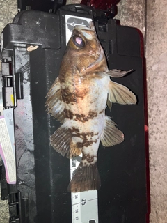 メバルの釣果