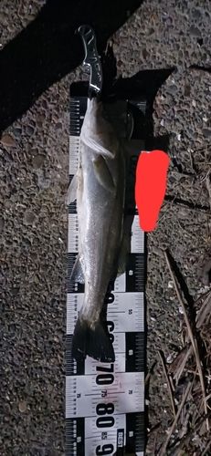 マダカ（マルスズキ）の釣果