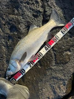 ヒラスズキの釣果