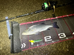 ヒラスズキの釣果
