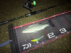 ヒラスズキの釣果